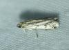 Phycitodes inquinatella